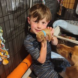 Golden Retriever Puppies from JK Goldens