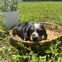Dachshund Puppies from Suwannee River Doxies
