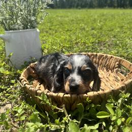 Dachshund Puppies from Suwannee River Doxies