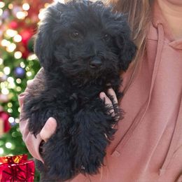 Solid black Arlo - Black male Cavapoo puppy in Salisbury, North Carolina from Carolina Canines