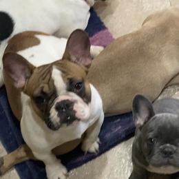 Boerboels and French Bulldogs from Cedar Spring Boerboels