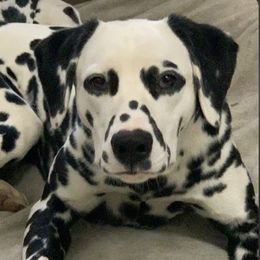 Wrenly  - Dalmatian