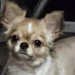NYLA - Chihuahua