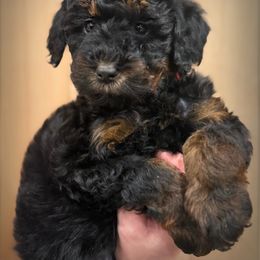 Holly Rosé - Phantom female Bernedoodle puppy in Thornville, Ohio from Four Front Doodles & Friends