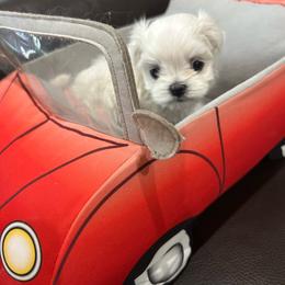 Liberty - White female Maltese puppy in Glendale, Arizona from Chinadoll Maltese