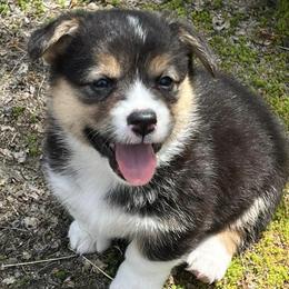 Pembroke Welsh Corgis from Central Bark Corgis