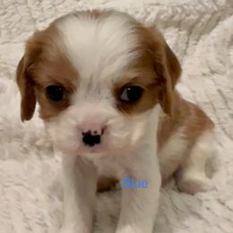 Cavalier King Charles Spaniel Puppies from Rhonda Davis
