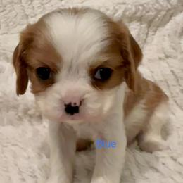 Cavalier King Charles Spaniel Puppies from Rhonda Davis