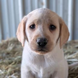 Female 5 - Yellow female Labrador Retriever puppy in Yamhill, Oregon from FitzGerald Kennels