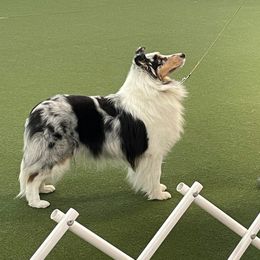 Arti - Shetland Sheepdog
