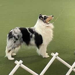 Arti - Shetland Sheepdog