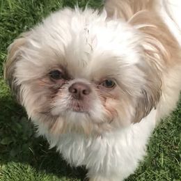 Shih Tzus from Shih Tzu Shangri La
