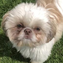 Shih Tzus from Shih Tzu Shangri La
