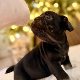 Alfie - Black and tan male French Bulldog puppy in Hudsonville, Michigan from Willow Farm