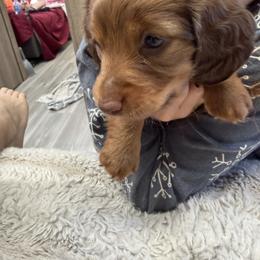 Peanut - Chocolate and tan male Dachshund puppy in St Johns, Arizona from Glamorous Doxies