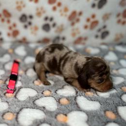 Girl 1 - Dapple female Dachshund puppy in Stilwell, Oklahoma from Ross's Desert Doxies