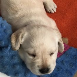 Labrador Retriever Puppies from RoseBrook Labradors