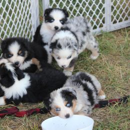 Australian Shepherd Puppies from Westrip Angus & Aussies