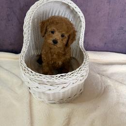Charlie(AKC) - Red  male Poodle puppy in Moreno Valley, California from Yanni's Poodle