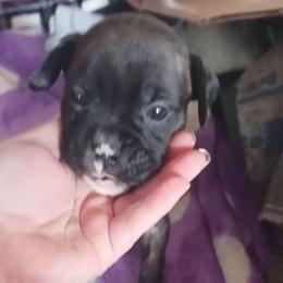 Girl 3 - Brindle female Boxer puppy in Shelbyville, Tennessee from Layne's Boxers