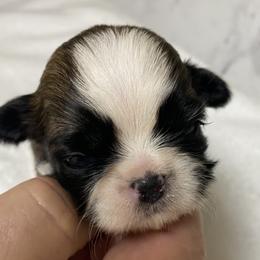 Shih Tzu Puppies from Willow Lane Shih Tzus