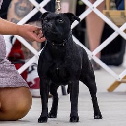 Maev - Staffordshire Bull Terrier