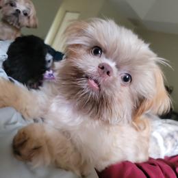 Shih Tzu Puppies from Chimera Shih Tzu