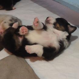 Girl 4 - female Australian Shepherd puppy in Cape Girardeau, Missouri from Promise Keeper Kennel