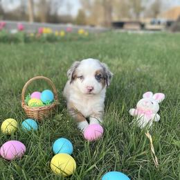 Garth Brooks - Blue merle male Miniature Australian Shepherd puppy in Godley, Texas from Bradley Kennels