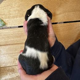 Female 5 - Black brown and white female Basset Hound puppy in Lindley, New York from Hill Top Basset Hounds & Cane Corso
