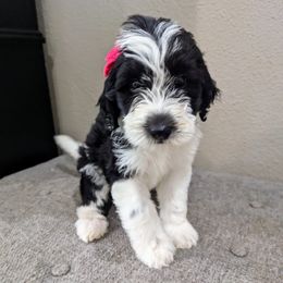 Cecilia - Black and white Sheepadoodle puppy in Cleburne, Texas from DoodlesOjoy