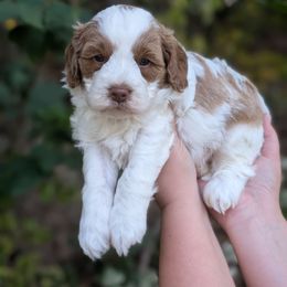 White Chocolate - Blenheim male Cavapoo puppy in Coshocton, Ohio from Forever Family Puppies