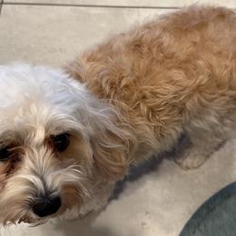 Maltipoos from Watkins Maltipoo's