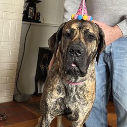 Great Dane All Grown Up from Port Bay Danes