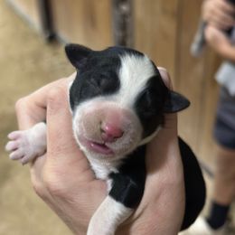 Cookie - Black tri female Miniature American Shepherd puppy in Bayard, Nebraska from Puppies by Alies