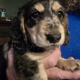 Dachshund Puppies from 4H Farms Dachshunds