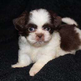 Rodger - Chocolate male Shih Tzu puppy in Tampa, Florida from Fancy Shih Tzus Florida