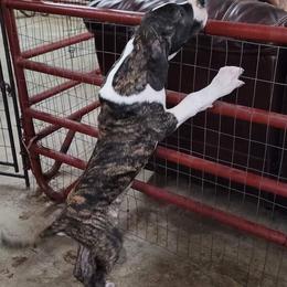 Great Dane Puppies from KD Sweet Southern Danes