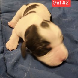 Girl 2 - Black white and tan female English Springer Spaniel puppy in Socorro, New Mexico from Huntin' Buddies