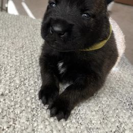 Dutch Shepherd Puppies from Gray Line Working Dogs