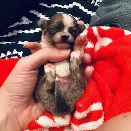 Fredrick - Chocolate blue male Chihuahua puppy in East Syracuse, New York from Blissful’s Chihuahuas