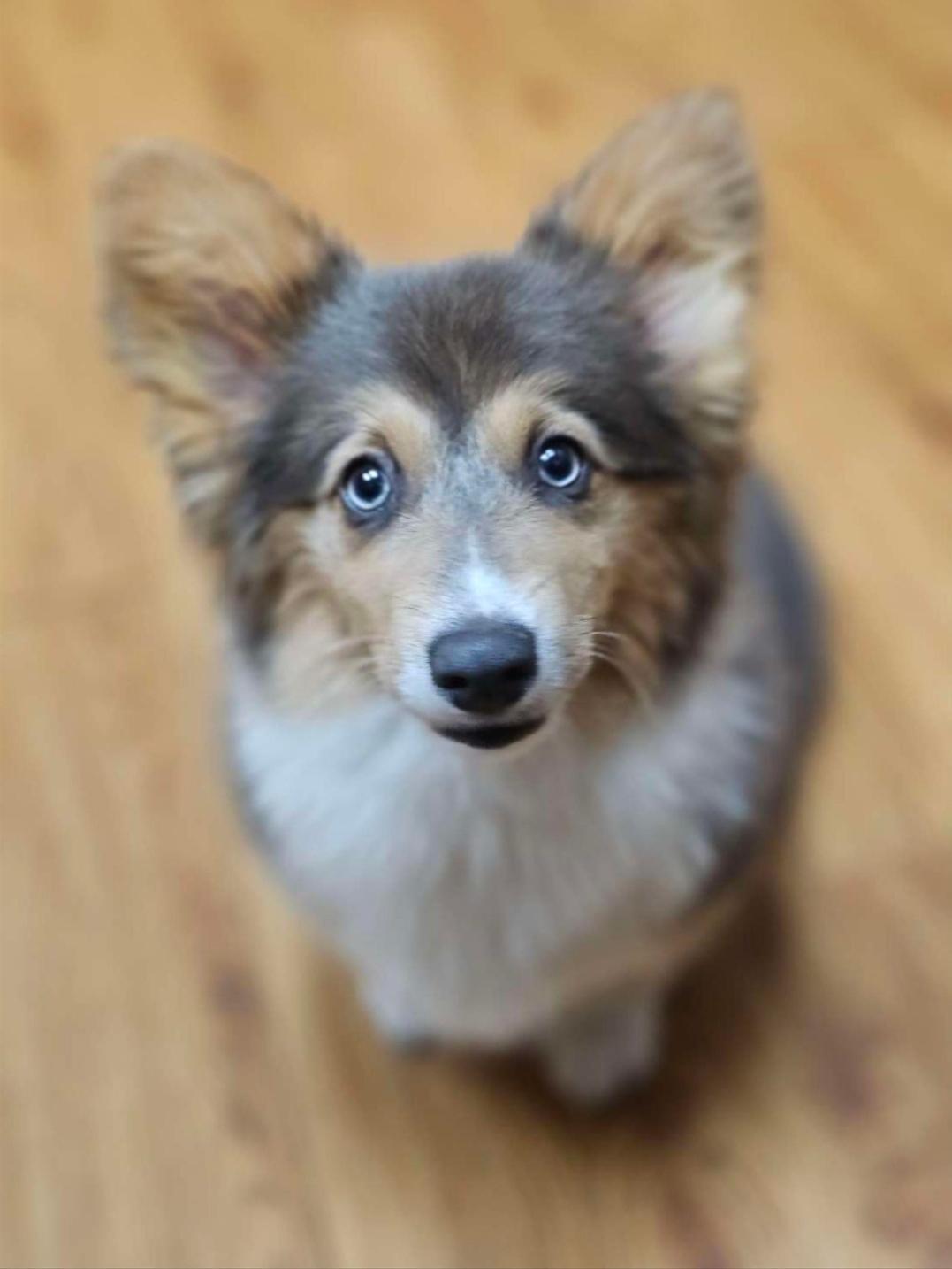 Corgi Rhodesian Ridgeback Diamondcrest Inc in Florida | Cane Corso, Pembroke Welsh Corgi ...