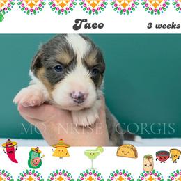 Taco - Gray and white male American Corgi puppy in Mansfield, Ohio from Moonrise corgis