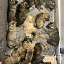 German Shepherd Puppies from Scenic City Shepherds