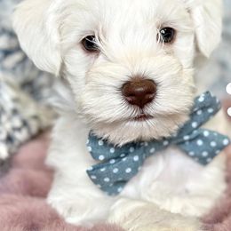 Cavapoos and Miniature Schnauzers from Moana & Lily's Pups