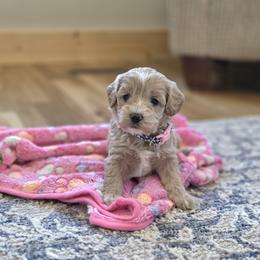 F1B Meet Paisley :) - Apricot female Cavapoo puppy in Centerville, Iowa from Barnyard Dachshunds, Dals & Doodles