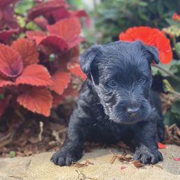 Scottish Terrier Puppies from Starlight Scotties