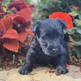Scottish Terrier Puppies from Starlight Scotties