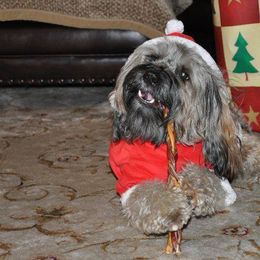 Tibetan Terrier All Grown Up from Dioghe Tibetan Terriers
