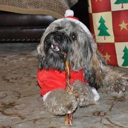 Tibetan Terrier All Grown Up from Dioghe Tibetan Terriers